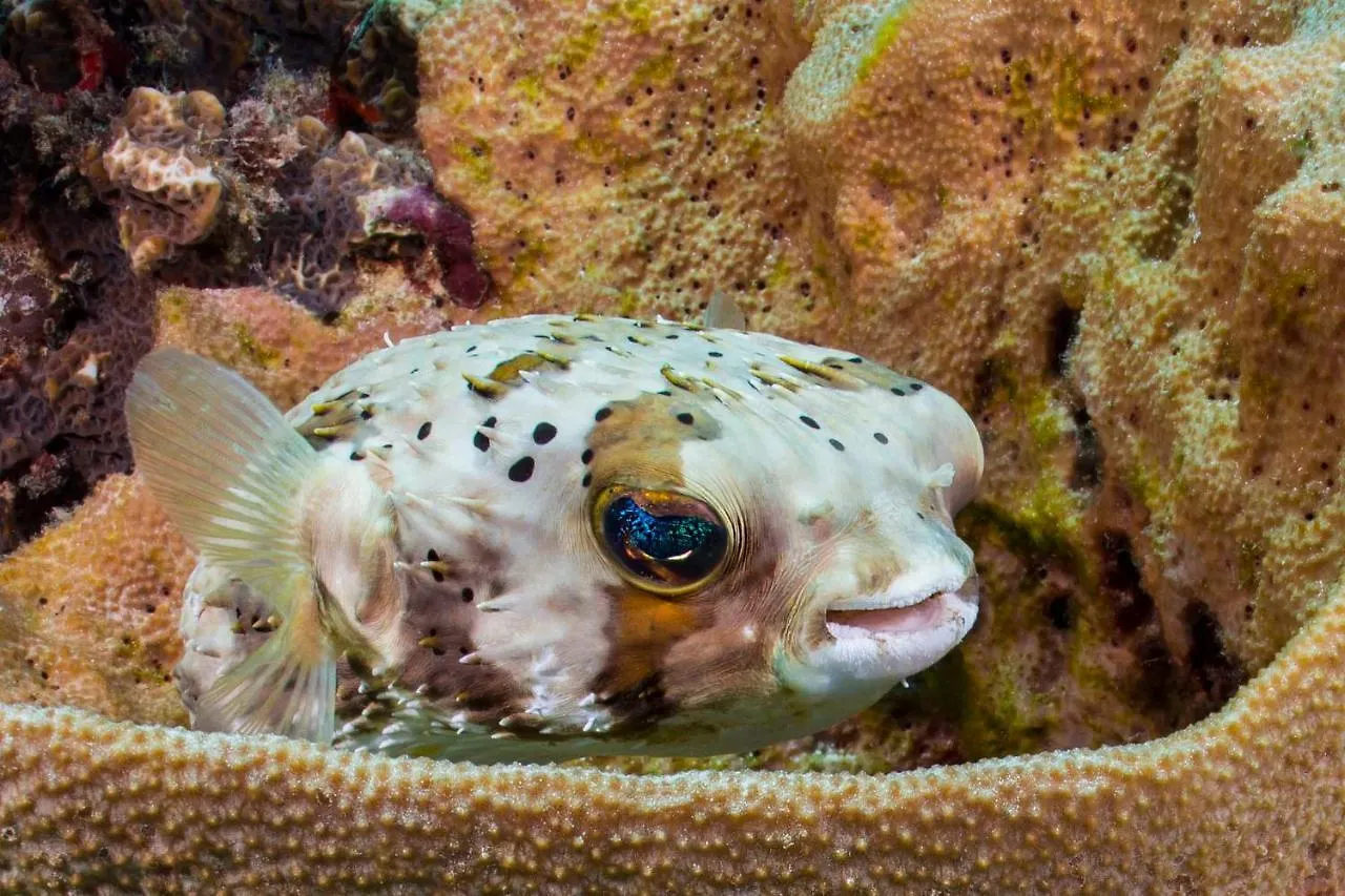 Apartment Den Laman - Balloonfish Kralendijk