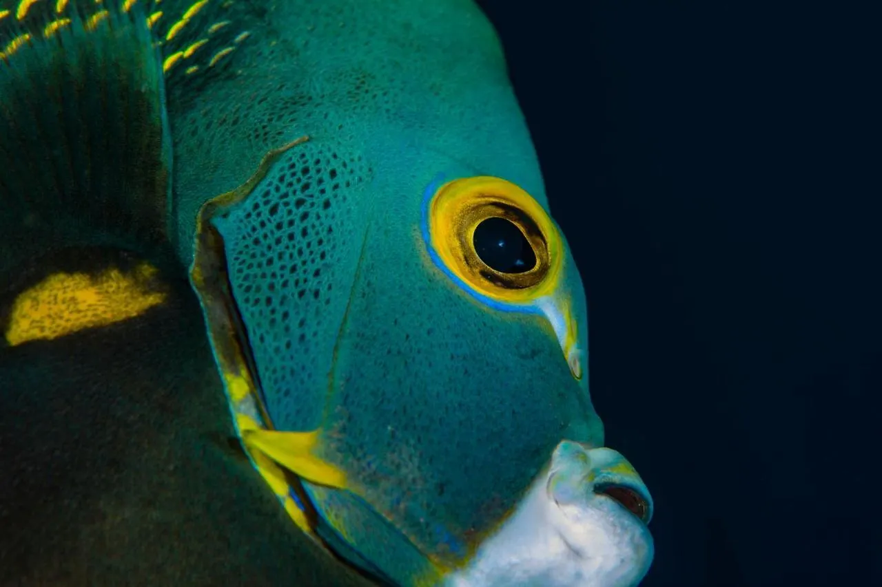Den Laman - Balloonfish Kralendijk